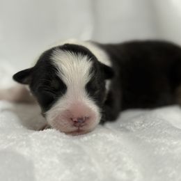 Queenbee - Black tri-color female Australian Shepherd puppy in Touchet, Washington from Northwest Rainbow Aussies and Golden Retrievers