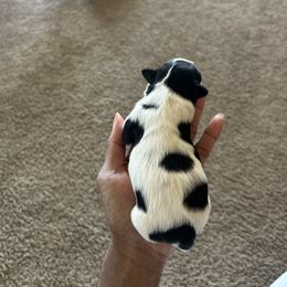 Boy 1 - Black and white male Shih Tzu puppy in Fayetteville, North Carolina from Sherrie’s Pups