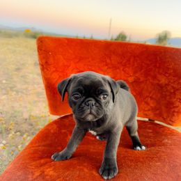 Hugo (blue collar) - Silver male Pug puppy in Hereford, Arizona from Broken Road Ranch Pugs