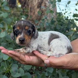 Puppy 4 - Dapple female Dachshund puppy in Riverside, California from Saddle Up Dachshunds