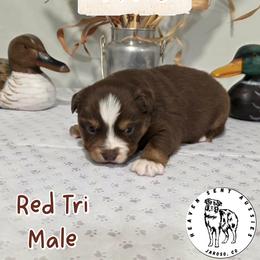 Miles - Red tri male Miniature Australian Shepherd puppy in Jaroso, Colorado from Heaven Sent Aussies