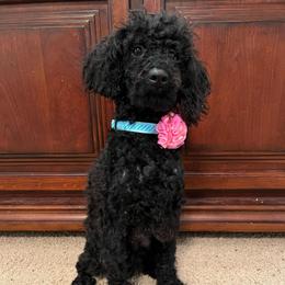 Sunny - Black male Poodle puppy in California from Central Valley Scotties