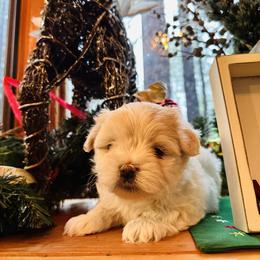 Maltipoo Puppies from Maine's Maltipoos