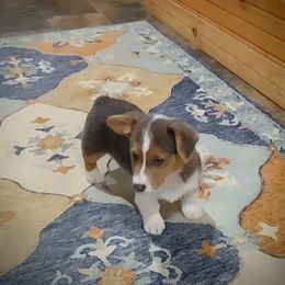 AKC Marvel - Pembroke Welsh Corgi puppy from Robbie's Hobby Corgi's