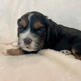 Cocker Spaniel Puppies from Jennifer Dees