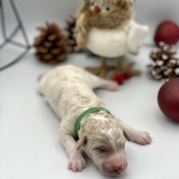 Bernedoodle and Goldendoodle Puppies from Central Florida Bernedoodles