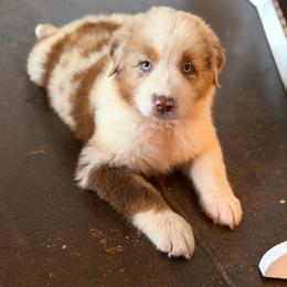 Turks (RMM 1) - Red merle male Australian Shepherd puppy in Hubbard, Texas from Poston Paddock Aussies LLC