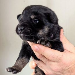 Purple girl - Kukka - Black and tan female Lapponian Herder puppy in Prattsburgh, New York from Maalattu Koirankoppi Lapponian Herders