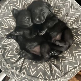 Labrador Retriever Puppies from Edgewood Farm Kennel