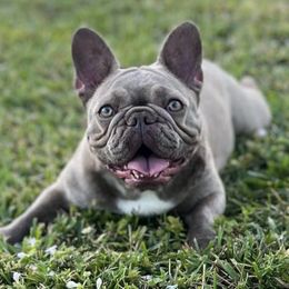 French Bulldogs from Calderon Kennels