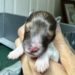 Sable Boy 3 - Sable and white male Shetland Sheepdog puppy in Windsor, Colorado from Shirehill Shelties