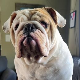 Bulldog Puppies from Pappy's Bullies