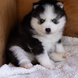 Lotus - Black and white male Pomsky puppy in Moultonborough, New Hampshire from Foxfire Arctic Spitz