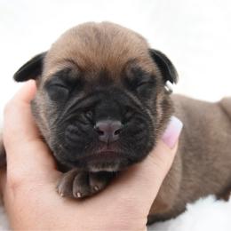Goldie - Fawn female Bullmastiff puppy in Chickasha, Oklahoma from Rustic Lace