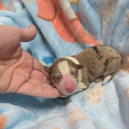 Bonnie - Red merle female Border Collie puppy in Gary, Indiana from Lake Ridge Border Collies