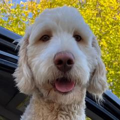 Jack - Goldendoodle