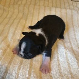 Figgy Boy 2 - Black and white male Boston Terrier puppy in Brookville, Ohio from Best Friend Bostons