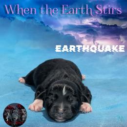 Earthquake - Black tri male Toy Australian Shepherd puppy in Brenham, Texas from Stone N Rose Kennels