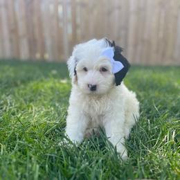 Princess Rosalina-White - White female Bernedoodle puppy in Casper, Wyoming from 307 Doodles
