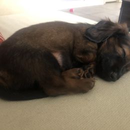 Dachshund and Siberian Husky Puppies from Carmen Coon's Dachshunds and Huskies