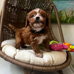 Boy 2 - Red male Cavapoo puppy in Maple Grove, Minnesota from Honey Bit Kennels