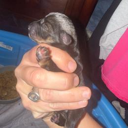 Fudge - Black and silver male Miniature Schnauzer puppy in Fort Worth, Texas from Sissy’s Schnauzers