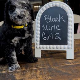 Black Merle Girl 2 - Merle female Goldendoodle puppy in Jasper, Georgia from Owen Doodles