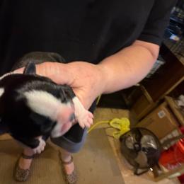 Boy 2 - Black and white male Boston Terrier puppy in Covington, Georgia from Tuxedo Bostons of Atlanta