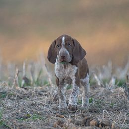 Bracco Italiano, German Shorthaired Pointer, and Vizsla Puppies from Nosam Kennels- Vizslas, German Shorthairs & Braccos- Kentucky