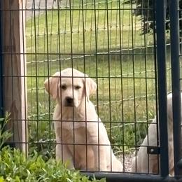 Tank - Yellow male Labrador Retriever puppy in Davenport, New York from New England Premier English Labradors