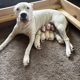 Green collar - White male Dogo Argentino puppy in Carson, Iowa from Thompson Midwest dogos