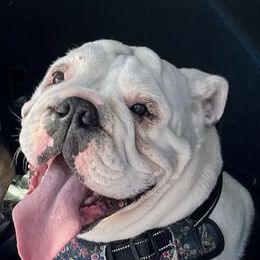 Mua - Bulldog