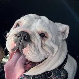 Mua - Bulldog