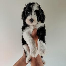 Renner - Black and white male Sheepadoodle puppy in Wabash, Indiana from DOODCompany