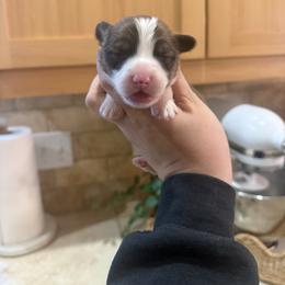 Char - White and red male Pembroke Welsh Corgi puppy in Red Bluff, California from Wilder Ranch Corgis