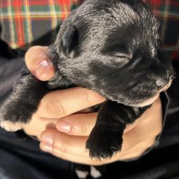 Dottie - Black female Miniature Schnauzer puppy in Frankford, Delaware from Miniature Schnauzers of Delmarva