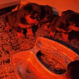Rottweiler Puppies from Von Nuffosttor Rottweilers