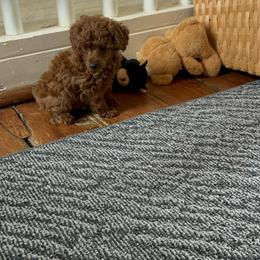 Darcy - Red  female Poodle puppy in Colerain, North Carolina from Lisa's Poodles