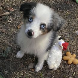 Miniature Australian Shepherds from Black Mamba
