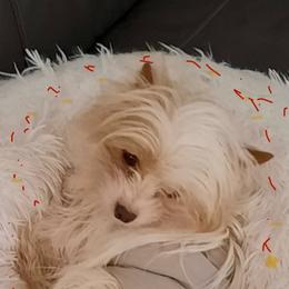 Yukon - Yorkshire Terrier