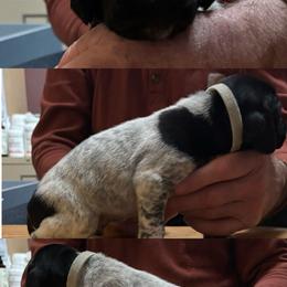 Boy 3 - Liver roan male German Shorthaired Pointer puppy in Topeka, Kansas from Autumn Prairie Kennel