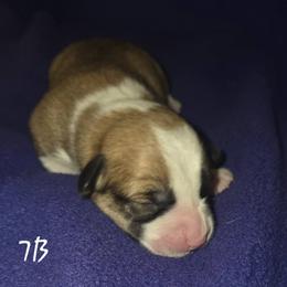 Jonah - Red male Pembroke Welsh Corgi puppy in Gig Harbor, Washington from Pacific Northwest Pembroke Welsh Corgis