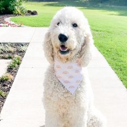 Goldendoodles from Daisys Doodles
