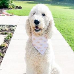 Goldendoodles from Daisys Doodles