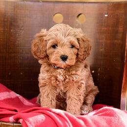 Navy - Apricot male Cavapoo puppy in Centerville, Utah from Beehive Fur Friends