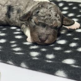 Tri Merle - Merle male Bernedoodle puppy in Petersburg, Michigan from Brittany’s Mini Bernedoodles