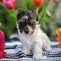 Girl 1 - Black tan and white female Biewer Terrier puppy in Lathrop, California from Forever Charmed