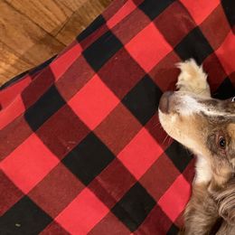 Australian Shepherds and Goldendoodles from Anglin Doodles