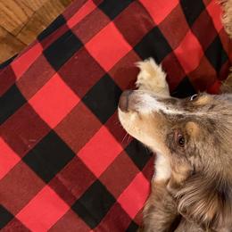 Australian Shepherds and Goldendoodles from Anglin Doodles