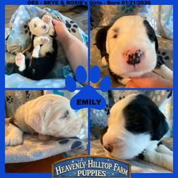 BLUE COLLAR GIRL - Black and white female Old English Sheepdog puppy in Charlo, Montana from Heavenly Hilltop Farm